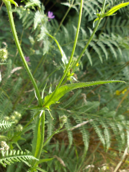 bristly hawk’s-beard / Crepis setosa: _Crepis setosa_ is a continental European species with clasping stem-leaves.