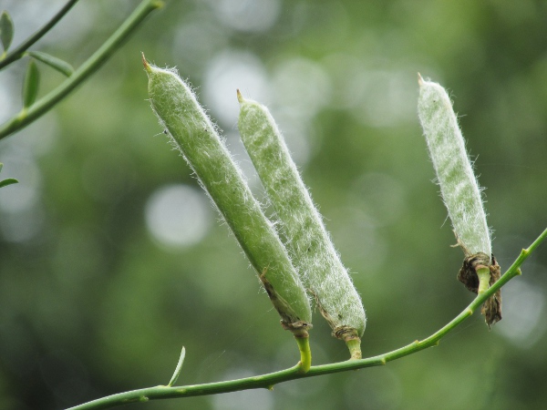 Spanish broom / Spartium junceum: The fruit of _Spartium junceum_ is a flat, hairy pod.