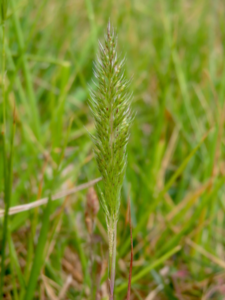 nit-grass / Gastridium ventricosum: Each flower has a shiny white swelling at the base, which resembles the egg of a head-louse, which is why the species is known as ‘nit-grass’.