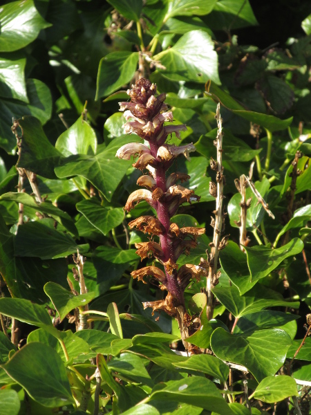 ivy broomrape / Orobanche hederae: _Orobanche hederae_ is a <a href="parasite.html">parasite</a> of _Hedera_, and is most common along the coast.