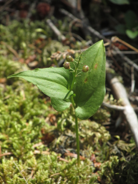 May lily / Maianthemum bifolium: The fruits of _Maianthemum bifolium_ are berries that are initially speckeld but turn red when ripe.