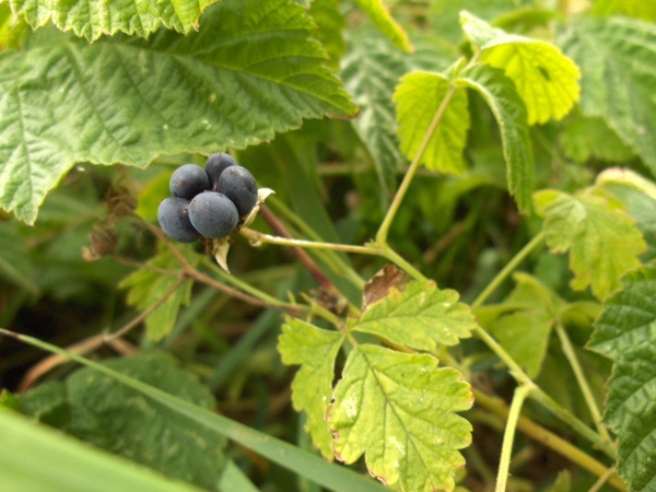 dewberry / Rubus caesius: The fruit of _Rubus caesius_ has fewer drupelets than most other _Rubus_ species, and are covered in a conspicuous waxy bloom.