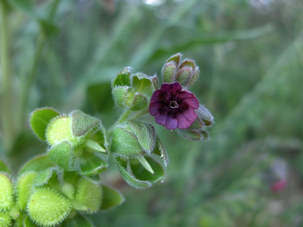 hound’s-tongue / Cynoglossum officinale: The flowers of _Cynoglossum officinale_ are larger than those of the much rarer _Cynoglossum germanicum_.