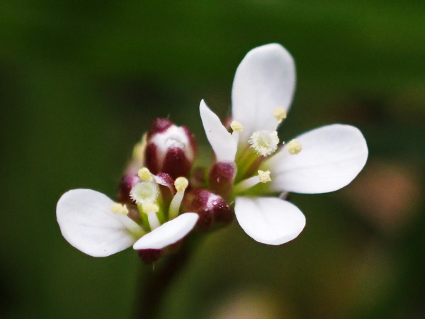 hairy bitter-cress / Cardamine hirsuta: The flowers of _Cardamine hirsuta_ have four stamens, all the same length; in _Cardamine flexuosa_ there are two additional, shorter stamens.