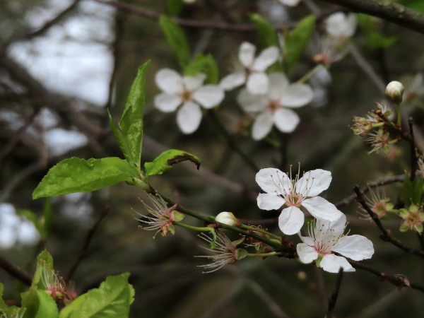 cherry plum / Prunus cerasifera: The flowers of _Prunus cerasifera_ are borne singly on short shoots.