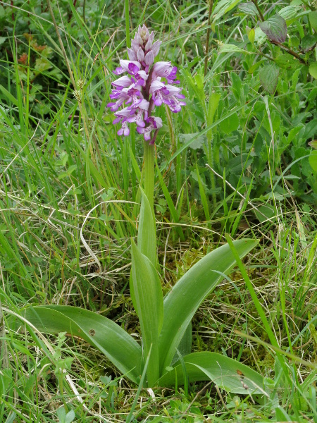 military orchid / Orchis militaris: _Orchis militaris_ grows in undisturbed meadows over chalk in the Chilterns and near Mildenhall (VC26).