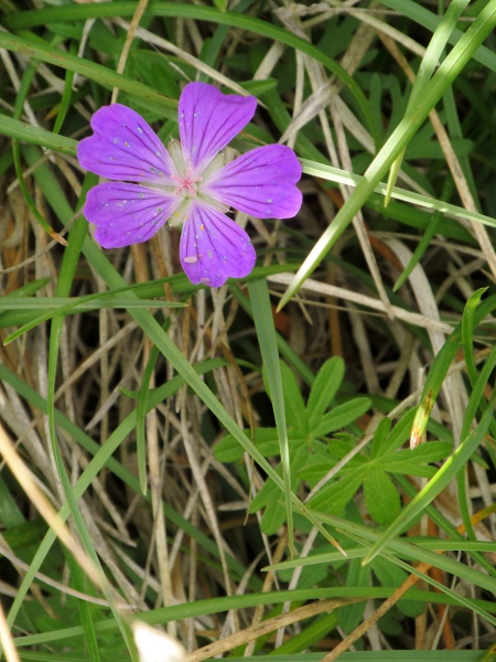 bloody cranesbill / Geranium sanguineum