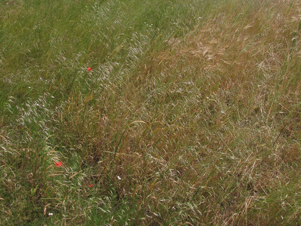 winter wild-oat / Avena sterilis: Habitus