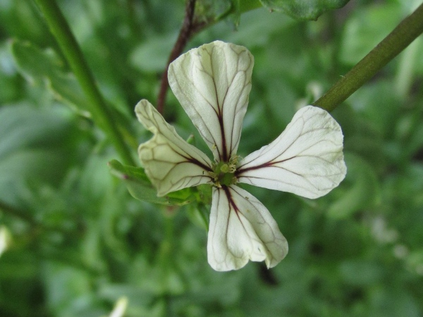 garden rocket / Eruca vesicaria: The flowers of _Eruca vesicaria_ are somewhat variable but typically pale ivory-yellow, with dark purple veins.