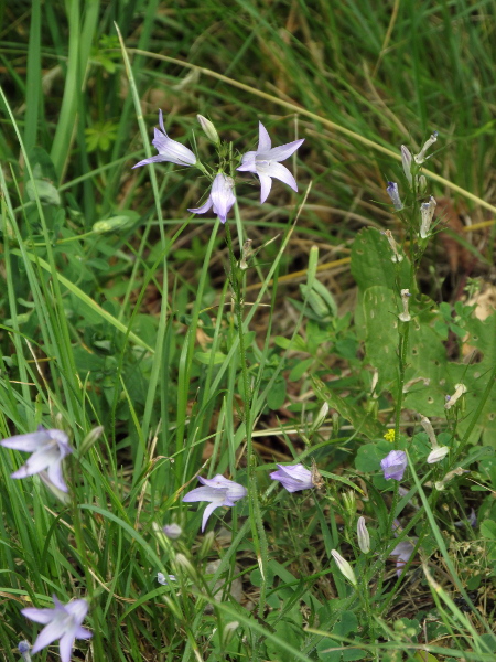 spreading bellflower / Campanula patula: _Campanula patula_ is an increasingly rare biennial of light woodland in the Welsh Marches, West Midlands and a few sites in South-East England.