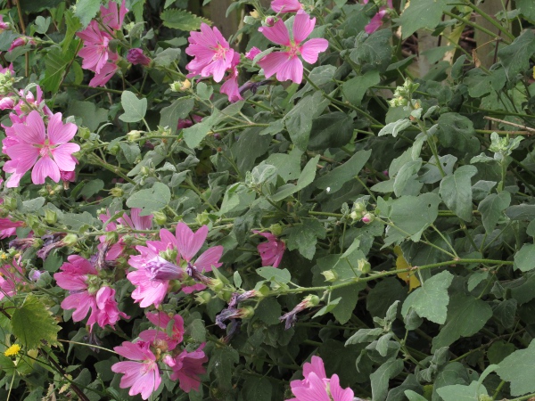 garden tree-mallow / Malva × clementii: _Malva_ × _clementii_ is a garden hybrid between _Malva olbia_ and _Malva thuringiaca_.