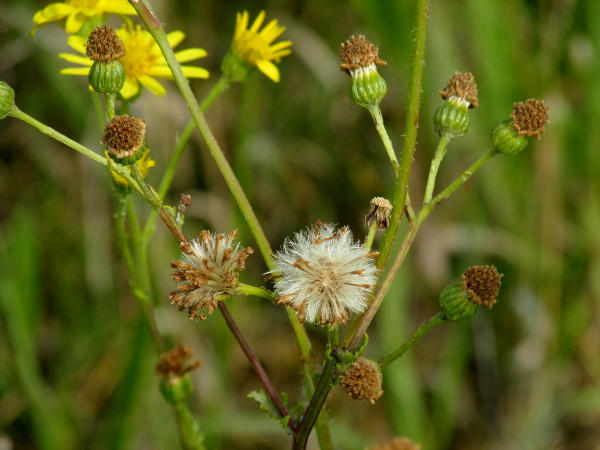 common ragwort / Jacobaea vulgaris: The capitula of _Jacobaea vulgaris_ swell with the growing seeds before opening to reveal the hairy pappus.