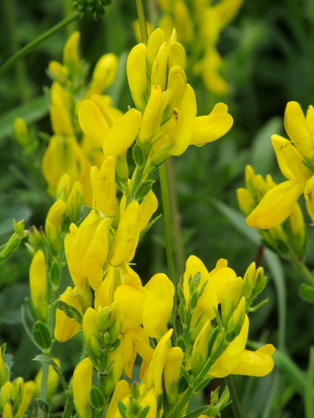 dyer’s greenweed / Genista tinctoria: _Genista tinctoria_ subsp. _tinctoria_ is a short but erect shrub of grasslands in England and Wales, and along the Solway Firth in Scotland.