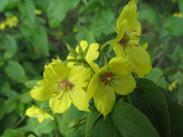 fringed loosestrife / Lysimachia ciliata: _Lysimachia ciliata_ is similar to _Lysimachia punctata_, with with glabrous calyx and leaves.