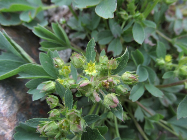 sibbaldia / Sibbaldia procumbens: The flowers of _Sibbaldia procumbens_ may have 5 vestigial yellow petals, or they may be entirely lacking.