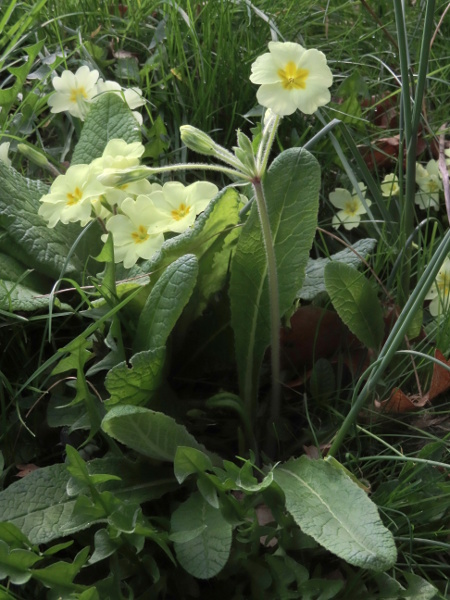 primrose / Primula vulgaris: Although _Primula vulgaris_ usually produces its umbels of flowers at ground level, occasional plants have a tall scape like _P. elatior_ or _P._ × _polyantha_; their tapering-based leaves reveal them to be _P. vulgaris_.