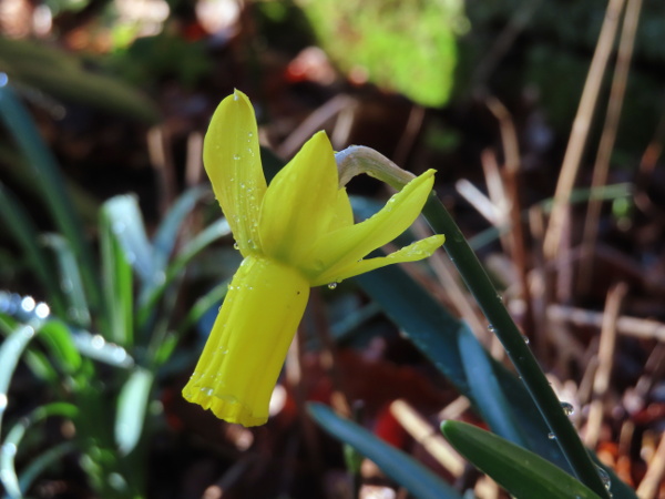 cyclamen-flowered daffodil / Narcissus cyclamineus: _Narcissus cyclamineus_ is native to Galicia (Spain) and northern Portugal; its tepals are strongly reflexed.