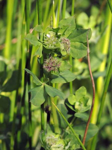 greater bird’s-foot trefoil / Lotus pedunculatus: In bud, the calyx teeth of _Lotus pedunculatus_ are patent.