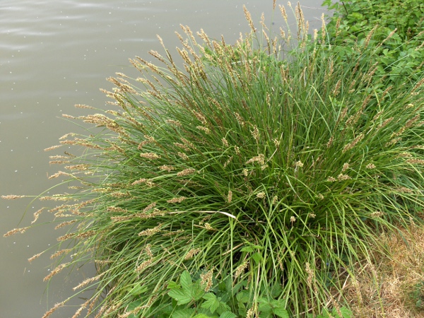 greater tussock-sedge / Carex paniculata