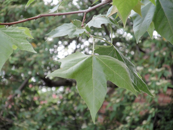 London plane / Platanus × hispanica: _Platanus_ × _hispanica_ is an artificial hybrid between _Platanus occidentalis_ and _Platanus orientalis_ that is widely planted as a street tree, especially in England.