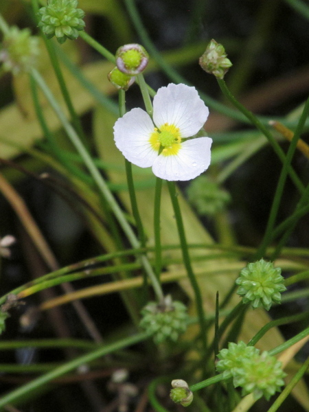 upright lesser water-plantain / Baldellia ranunculoides subsp. ranunculoides