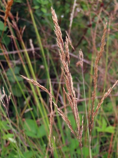 brown bent / Agrostis vinealis: _Agrostis vinealis_ is very similar to _Agrostis canina_, but it has a more compact inflorescence and forms compact tufts connected by rhizomes rather than forming a mat connected by stolons.