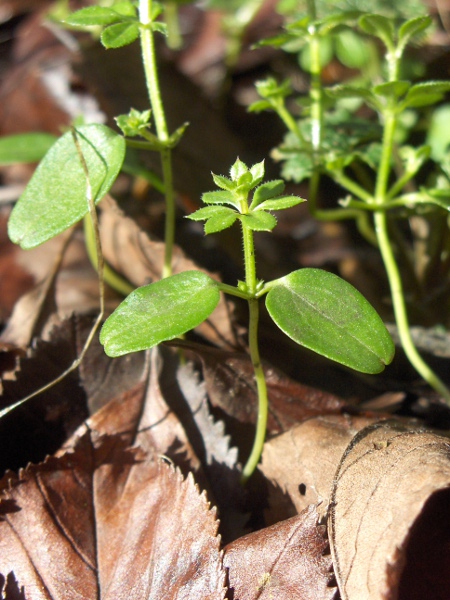 cleavers / Galium aparine