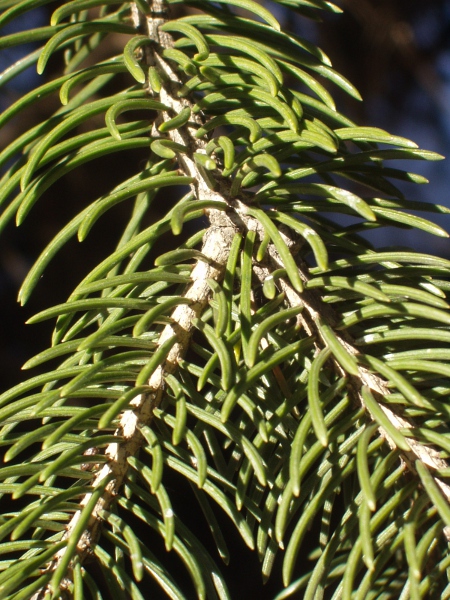 Norway spruce / Picea abies: The leaves of _Picea abies_ are about as thick as wide, 10–25 mm long, not glaucous and without obvious stripes on the underside.