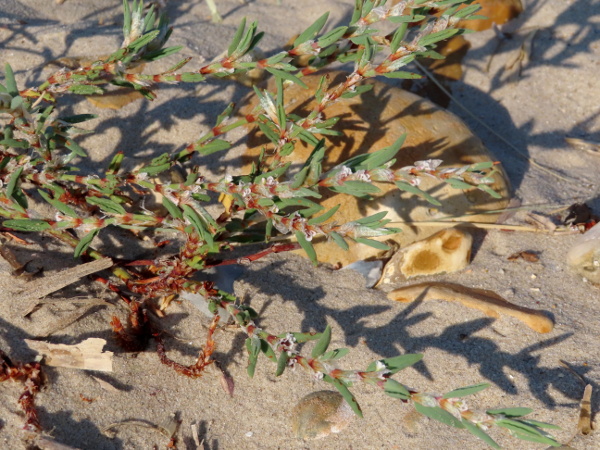 sea knotgrass / Polygonum maritimum: _Polygonum maritimum_ is a rare knotgrass, found at a few sites from Cornwall to Sussex, witih outliers in Suffolk and County Donegal; it is larger than its relatives, with ochreae longer than the stem internodes.