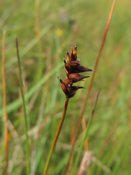 dioecious sedge / Carex dioica: _Carex dioica_ is, unusually, a dioecious sedge and is found in bogs, mostly in the northern half of the British Isles; its female stems have several scabrid-beaked utricles (fatter than those of _Carex pulicaris_) and no male flowers.