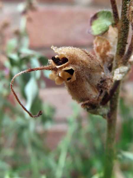 snapdragon / Antirrhinum majus: The fruit of _Antirrhinum majus_ is a curved, 3-chambered capsule, containing black seeds with high reticulate ornamentation.