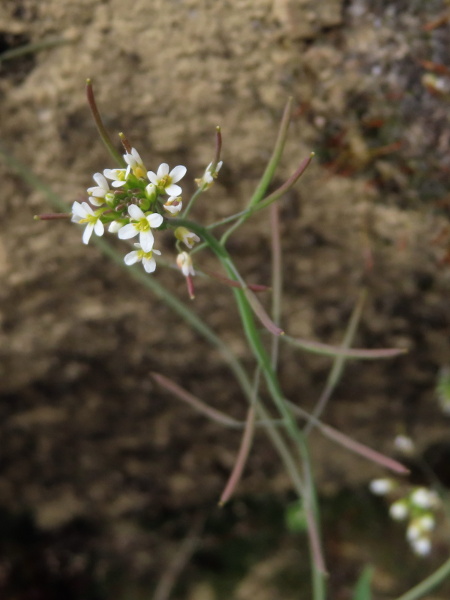 Thale cress / Arabidopsis thaliana