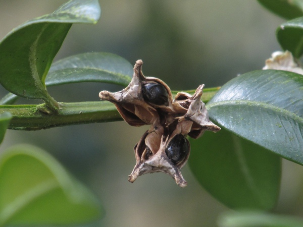 box / Buxus sempervirens: The 3-parted capsule breaks open to reveal shiny black seeds.