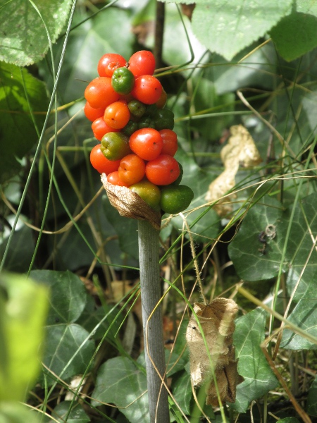 lords-and-ladies / Arum maculatum: The fruits of _Arum maculatum_ are a spike of berries that turn red when ripe.