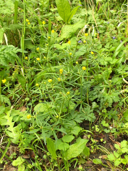 goldilocks buttercup / Ranunculus auricomus