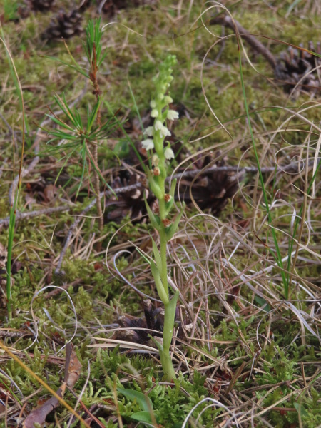 creeping lady’s-tresses / Goodyera repens: _Goodyera repens_ is a small orchid of pine forests, especially the Caledonian Forest; its leaves are net-veined.