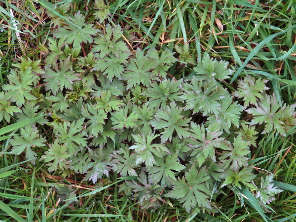 meadow buttercup / Ranunculus acris: The leaves of _Ranunculus acris_ are 5-lobed, with an outline made up of concave curves; the upper leaves are divided into narrower lobes.