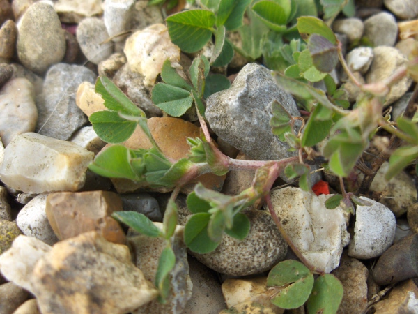 black medick / Medicago lupulina: Habitus