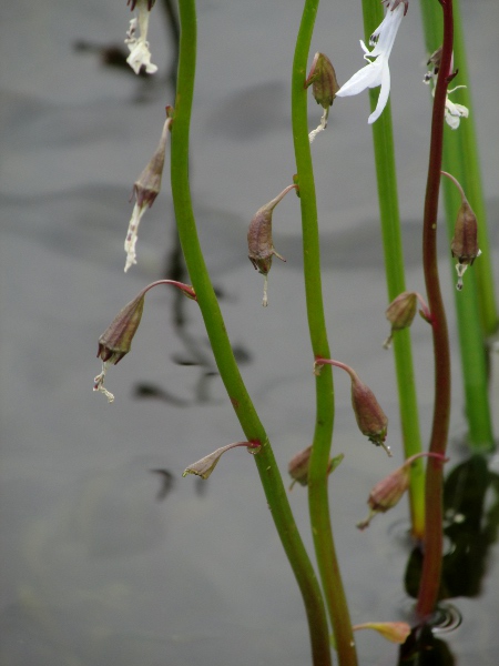 water lobelia / Lobelia dortmanna: The fruit of _Lobelia dortmanna_ is a capsule.