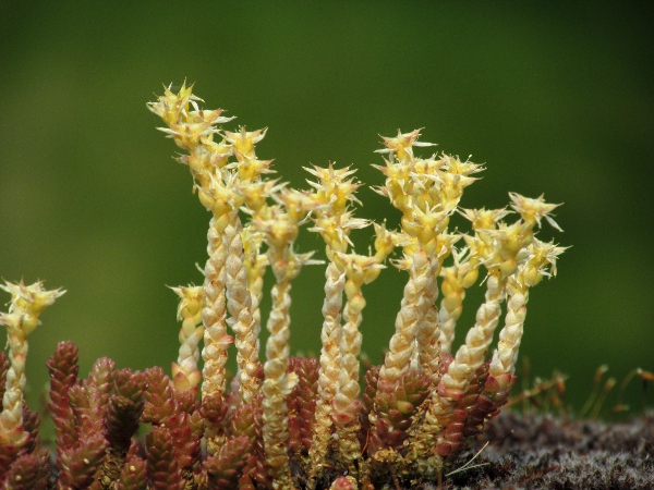 biting stonecrop / Sedum acre