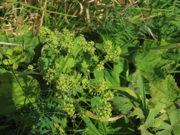 pale lady’s-mantle / Alchemilla xanthochlora: _Alchemilla xanthochlora_ is a widespread species of lady’s-mantle, similar to the popular garden plant _Alchemilla mollis_, but with epicalyx segments shorter than the sepals.