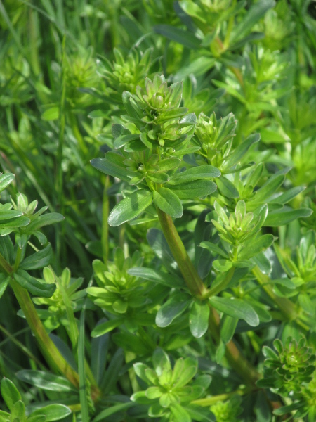 hedge bedstraw / Galium album