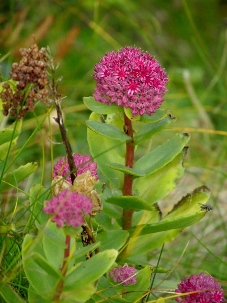 orpine / Hylotelephium telephium: _Hylotelephium telephium_ is native to woodland margins and rocky places in Great Britain but not Ireland; it is an upright perennial with pink flowers and stamens as long as the petals.