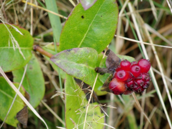 honeysuckle / Lonicera periclymenum