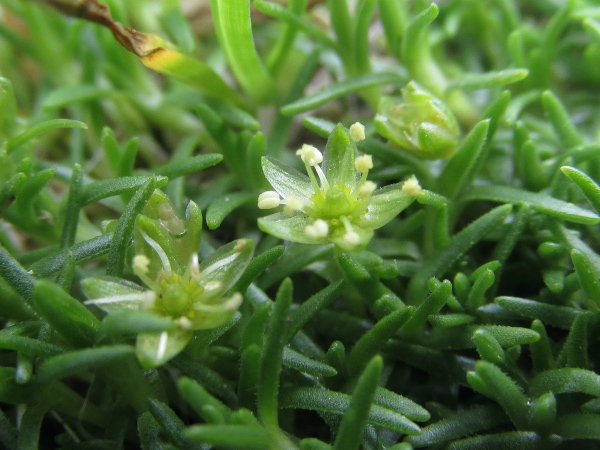 cyphel / Cherleria sedoides: The flowers of _Cherleria sedoides_ have 10 stamens separated by nectaries, 3 stigmas and are generally apetalous.