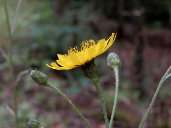 hawkweeds / Hieracium sect. Tridentata: _Hieracium_ sect. _Tridentata_ differs from _H._ sect. _Hieracioides_ in lacking the recurved tips to the phyllaries.