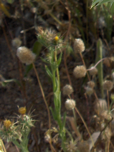 yellow star-thistle / Centaurea solstitialis: _Centaurea solstitialis_ is a southern European species with yellow flowers and long phyllary-spines (out of focus).