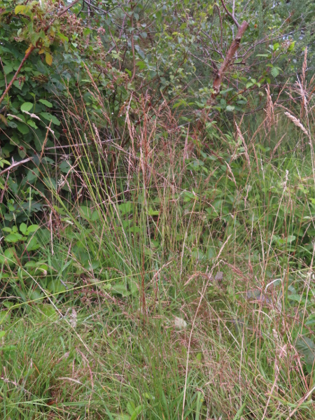 brown bent / Agrostis vinealis: _Agrostis vinealis_ is a grass found in drier heaths and moors across the British Isles.