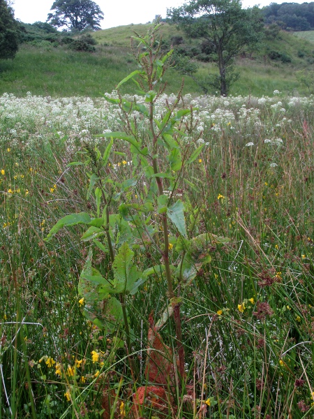 Scottish dock / Rumex aquaticus: _Rumex aquaticus_ is a tall dock only found close to Loch Lomond.