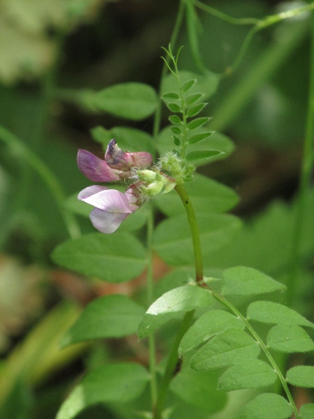 bush vetch / Vicia sepium: Habitus